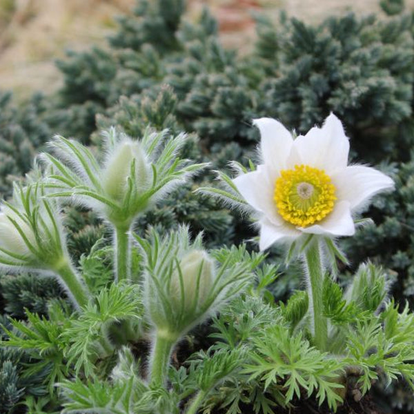 Die unter Naturschutz stehende Küchenschelle - Pulsatilla vulgaris Red White
