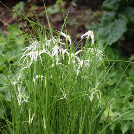 Die dauerblühende Stern-Schnabelriede - Rhynchospora colorata Sterntänzer
