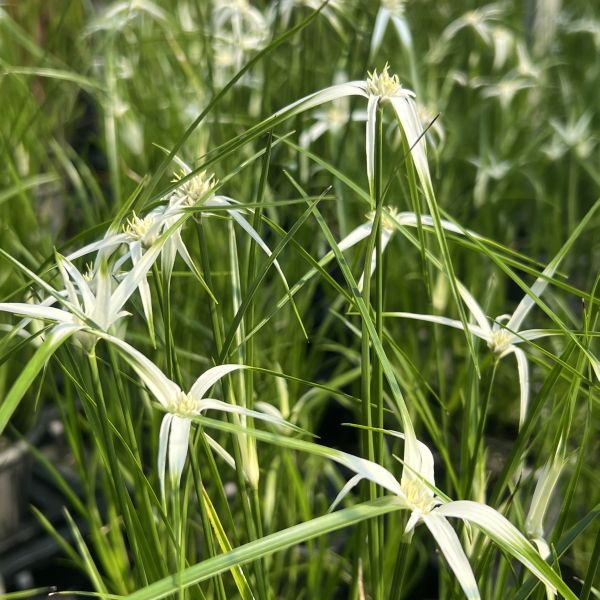 Die dauerblühende Stern-Schnabelriede - Rhynchospora colorata Sterntänzer