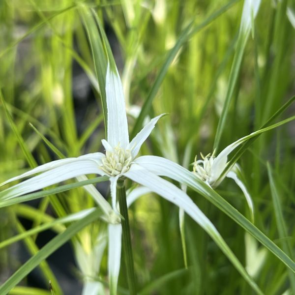 Die dauerblühende Stern-Schnabelriede - Rhynchospora colorata Sterntänzer