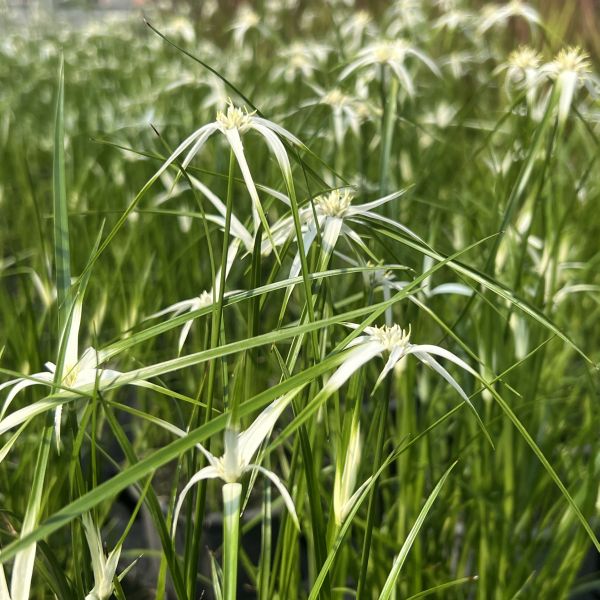 Die dauerblühende Stern-Schnabelriede - Rhynchospora colorata Sterntänzer