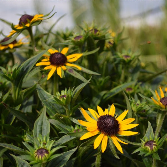 Sonnenhut Little Gold Star – gelbe Blütenschönheit und Insektenparadies aus Schweizer Produktion