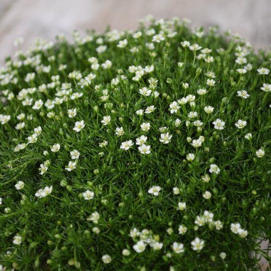 Sternmoos, der grüner Teppich -Sagina subulata Irish Moos dunkel Grün