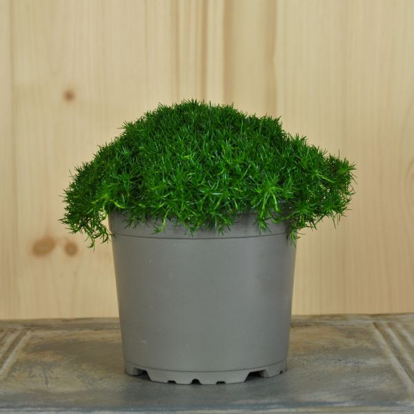 Sternmoos, der grüner Teppich -Sagina subulata Irish Moos dunkel Grün