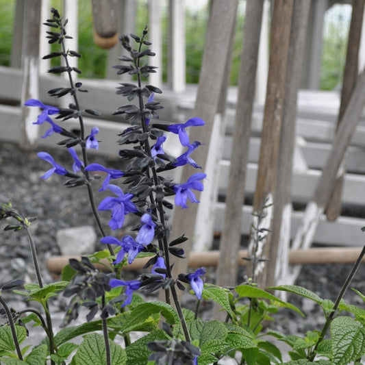 Zier-Salbei Black and Bloom mit tiefblauen Blüten – Saisonpflanze aus Schweizer Produktion