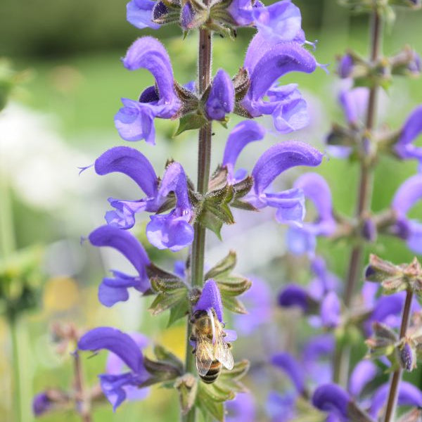 Wiesen-Salbei Salvia pratensis – Einheimische Wildstaude und Insektenmagnet