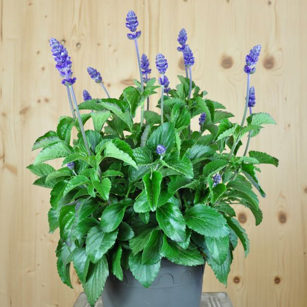Mehliger Salbei Mystic Spires – blauer Sommerflor aus Schweizer Produktion