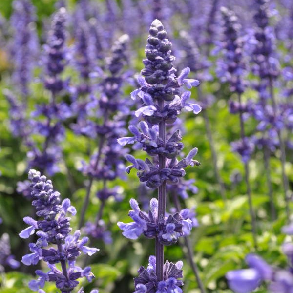 Mehliger Salbei Mystic Spires – blauer Sommerflor aus Schweizer Produktion