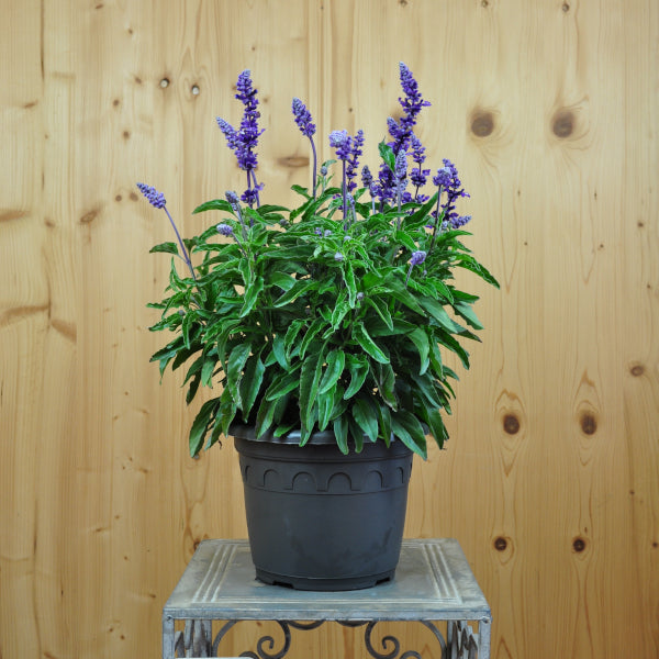 Mehliger Salbei Violet Candle im 21er Topf – Saisonpflanze, Insektenfreundlich, Schweizer Produktion