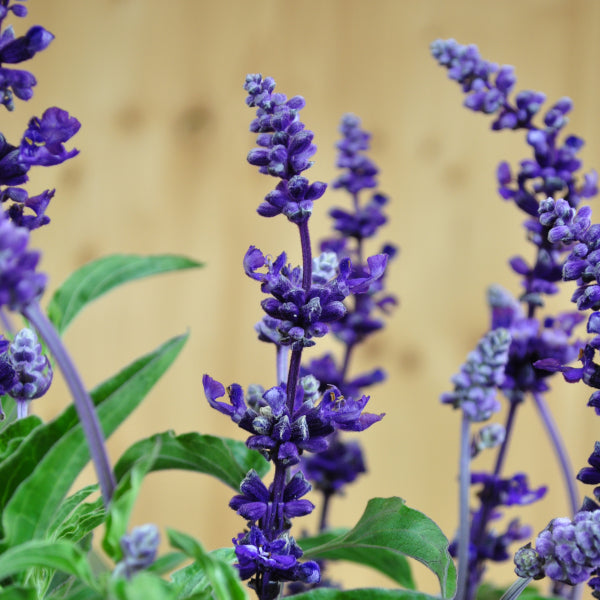 Mehliger Salbei Violet Candle im 21er Topf – Saisonpflanze, Insektenfreundlich, Schweizer Produktion