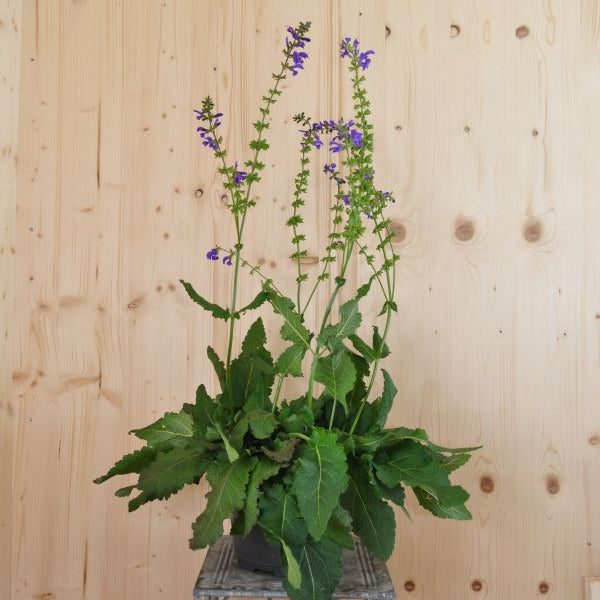 Wiesen-Salbei Salvia pratensis – Einheimische Wildstaude und Insektenmagnet