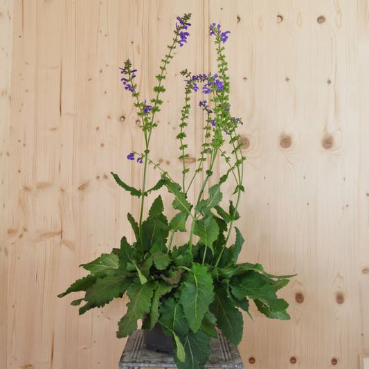 Wiesen-Salbei Salvia pratensis – Einheimische Wildstaude und Insektenmagnet