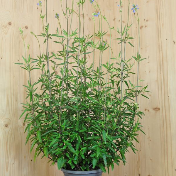 Azurblaue Saisonpflanze Salvia uliginosa Ballon Azur – Pfeffer-Salbei für Bienenfreunde