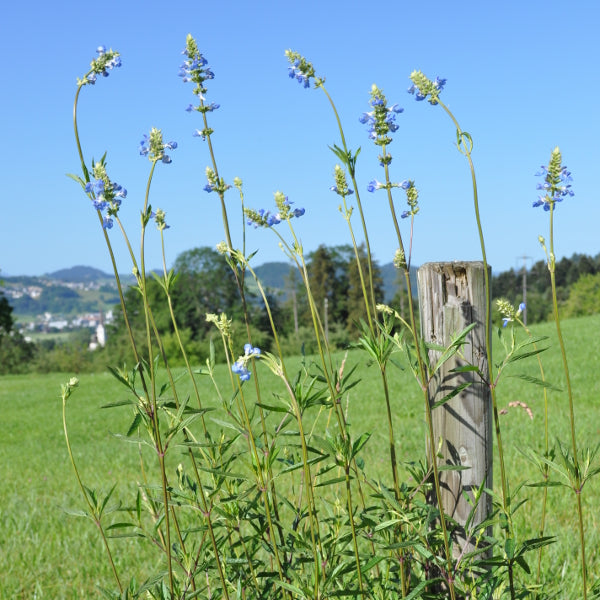 Azurblaue Saisonpflanze Salvia uliginosa Ballon Azur – Pfeffer-Salbei für Bienenfreunde