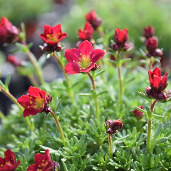 Der rotblühender Moos-Steinbrech - Saxifraga x arendsii Peter Pan Rot