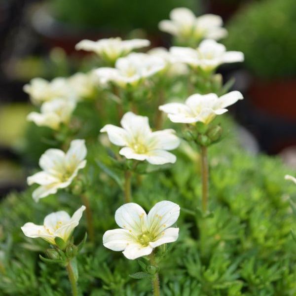 Der weissblühender Moos-Steinbrech - Saxifraga x arendsii Pixi White
