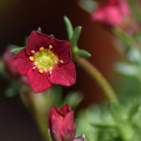 Der rotblühender Moos-Steinbrech - Saxifraga x arendsii Peter Pan Rot