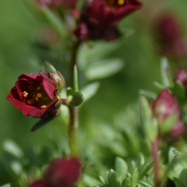 Der rotblühender Moos-Steinbrech - Saxifraga x arendsii Peter Pan Rot