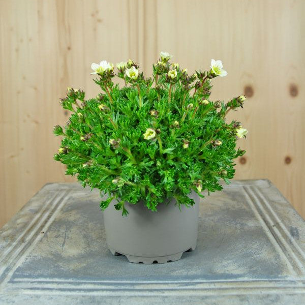 Der weissblühender Moos-Steinbrech - Saxifraga x arendsii Pixi White