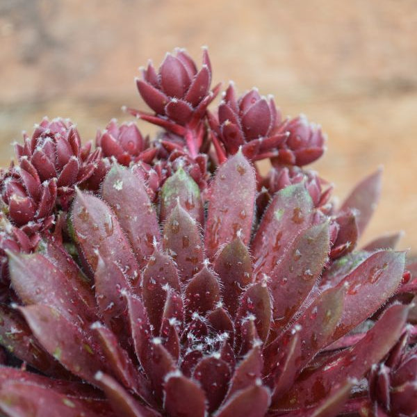 Der robuste Hauswurz - Sempervivum