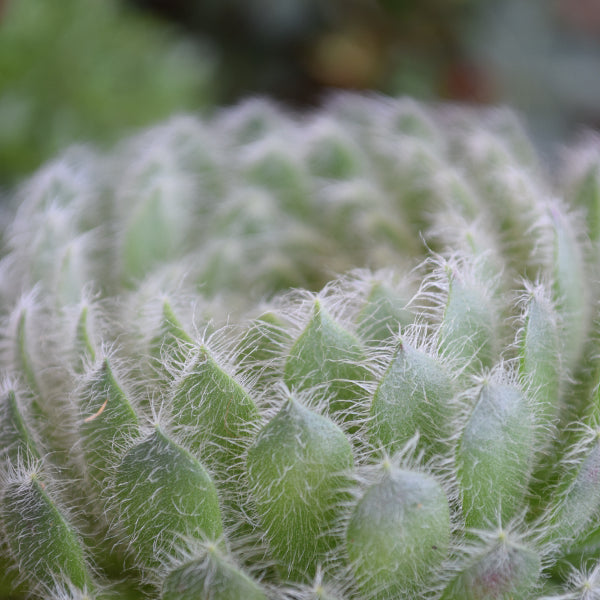 Der robuste Hauswurz - Sempervivum