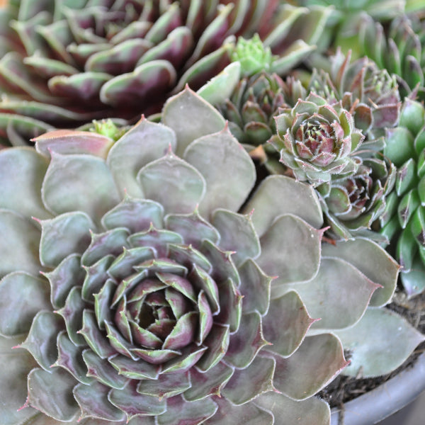 Der robuste Hauswurz - Sempervivum