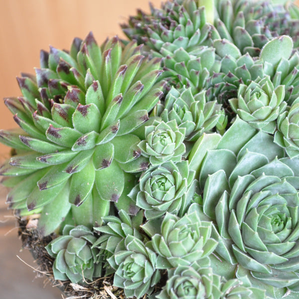 Der robuste Hauswurz - Sempervivum