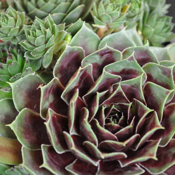 Der robuste Hauswurz - Sempervivum