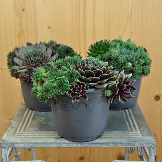 Der robuste Hauswurz - Sempervivum