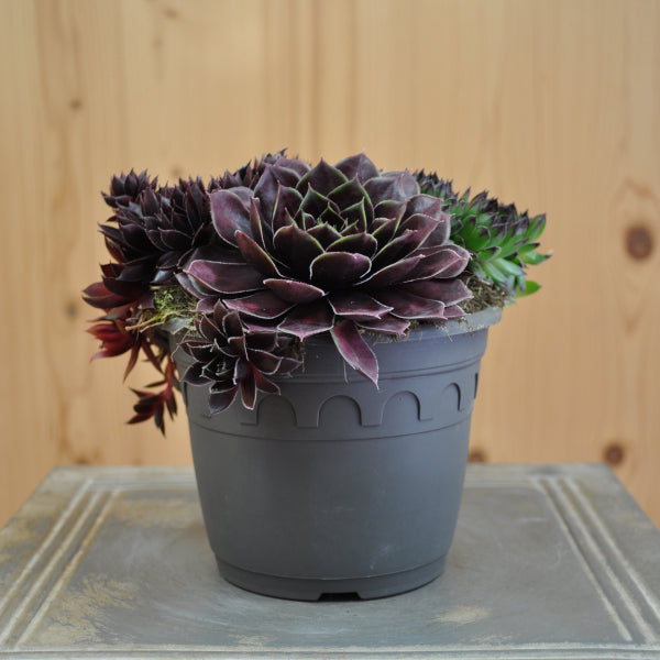 Der robuste Hauswurz - Sempervivum