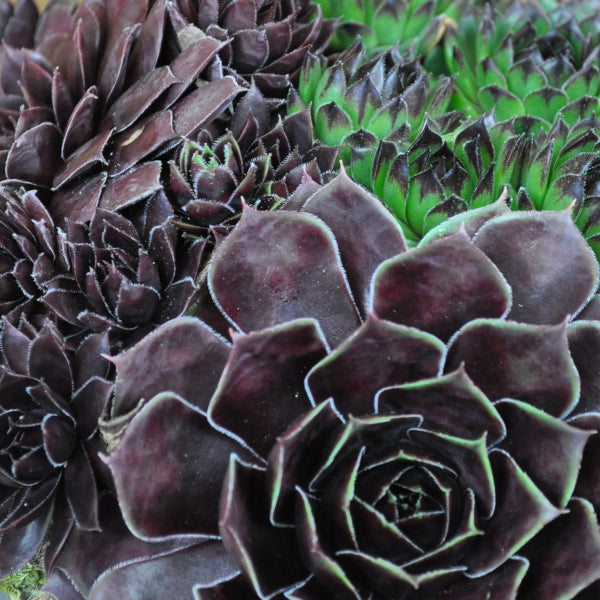Der robuste Hauswurz - Sempervivum