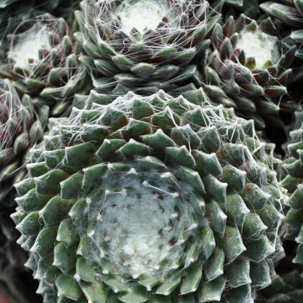 Der robuste Hauswurz - Sempervivum Arctic White