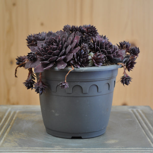 Der robuste Hauswurz - Sempervivum Blushing Garnet
