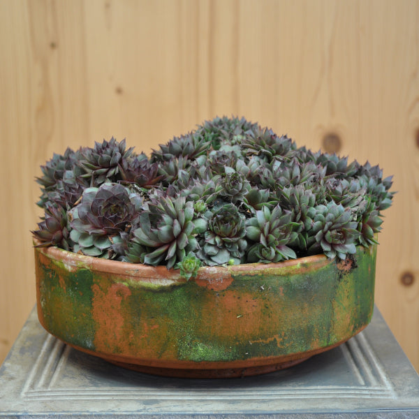 Der robuste Hauswurz - Sempervivum braunii