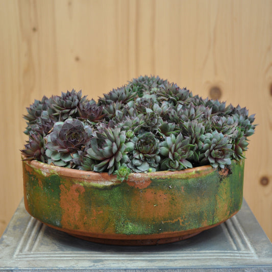 Hauswurz Sempervivum braunii in Tonschale – robust und winterhart