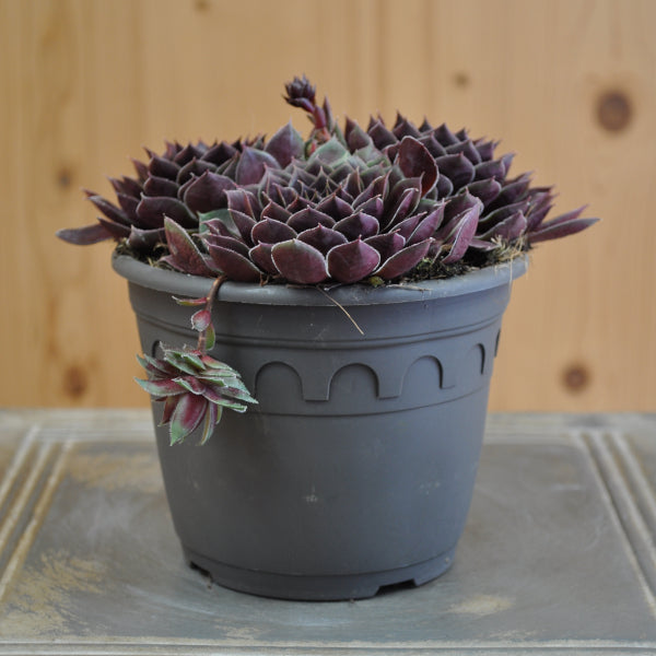 Der robuste Hauswurz - Sempervivum Coconut Crystal