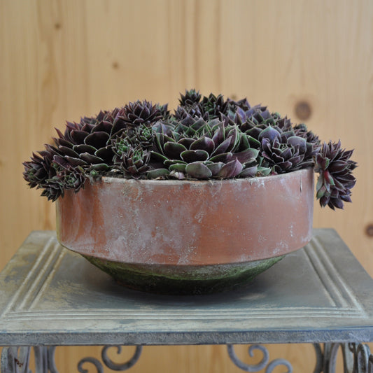 Der robuste Hauswurz - Sempervivum Coconut Crystal