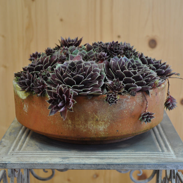 Der robuste Hauswurz - Sempervivum Coconut Crystal