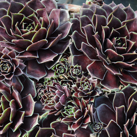 Hauswurz Sempervivum Coconut Crystal im 14er Topf – robustes Dickblattgewächs aus Schweizer Produktion