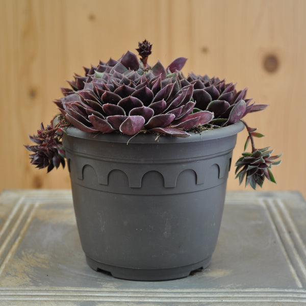 Hauswurz Sempervivum Coral Red im 14er Topf – winterharte Sukkulente aus der Schweiz