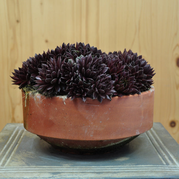 Der robuste Hauswurz - Sempervivum Coral Red