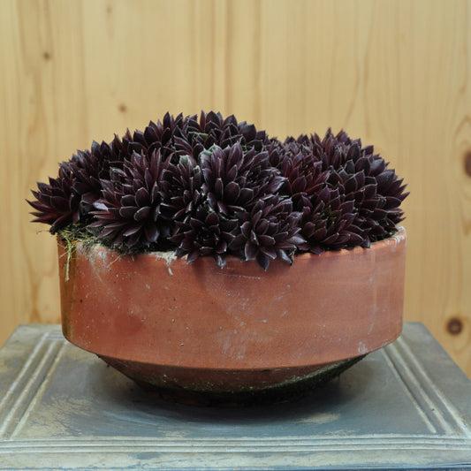 Der robuste Hauswurz - Sempervivum Coral Red