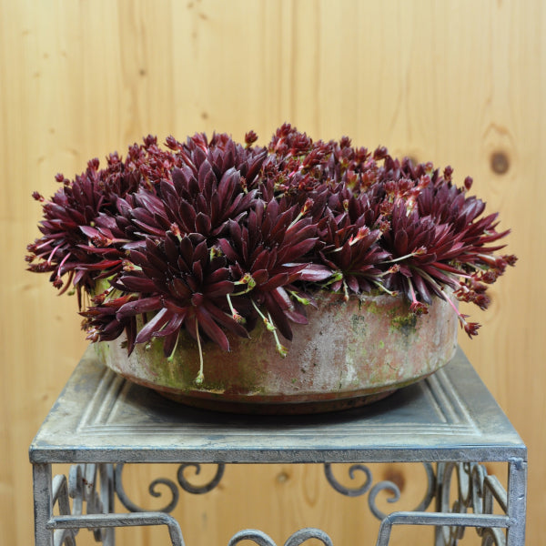 Hauswurz Coral Red – anspruchslose, winterharte Steingartenpflanze aus der Schweiz
