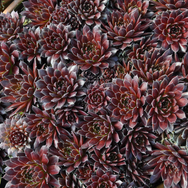 Hauswurz Coral Red – anspruchslose, winterharte Steingartenpflanze aus der Schweiz