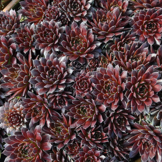 Hauswurz Coral Red – anspruchslose, winterharte Steingartenpflanze aus der Schweiz
