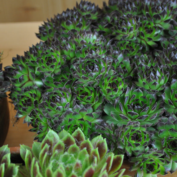 Der robuste Hauswurz - Sempervivum