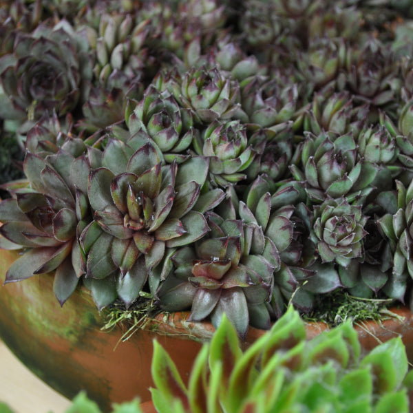 Der robuste Hauswurz - Sempervivum