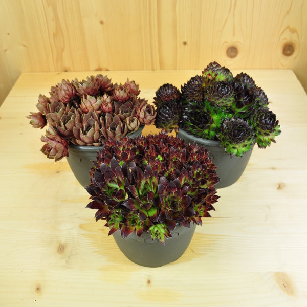 Der robuste Hauswurz - Sempervivum