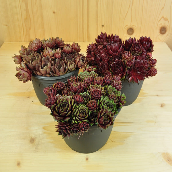 Der robuste Hauswurz - Sempervivum