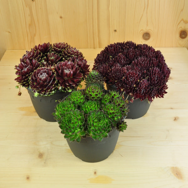 Der robuste Hauswurz - Sempervivum